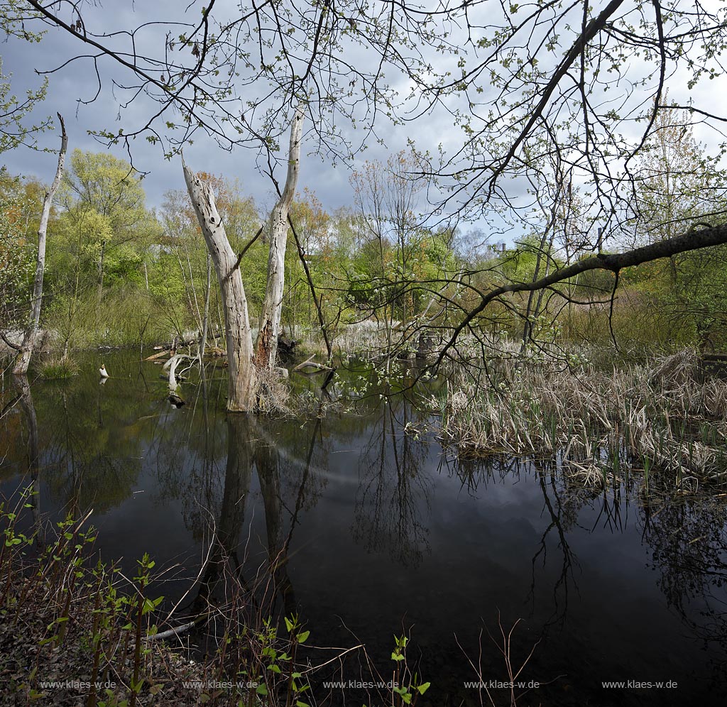 Duisburg Meiderich. sumpfiger Teich in der Wildnis. Der Landschaftspark Duisburg-Nord, auch kurz LaPaDu ist ein etwa 200 Hektar groer Landschaftspark rund um ein stillgelegtes Huettenwerk in Duisburg-Meiderich, das im Rahmen der IBA (Internationale Bauausstellung Emscher Park) entstand. Der Landschaftspark ist einer der Ankerpunkte der Europaeischen Route der Industriekultur sowie der Route der Industriekultur im Ruhrgebiet;  Duisburg-Meiderich, the Meiderich ironworks are the main feature in the North Duisburg Landscape Park, pond habitat at the wilderness
