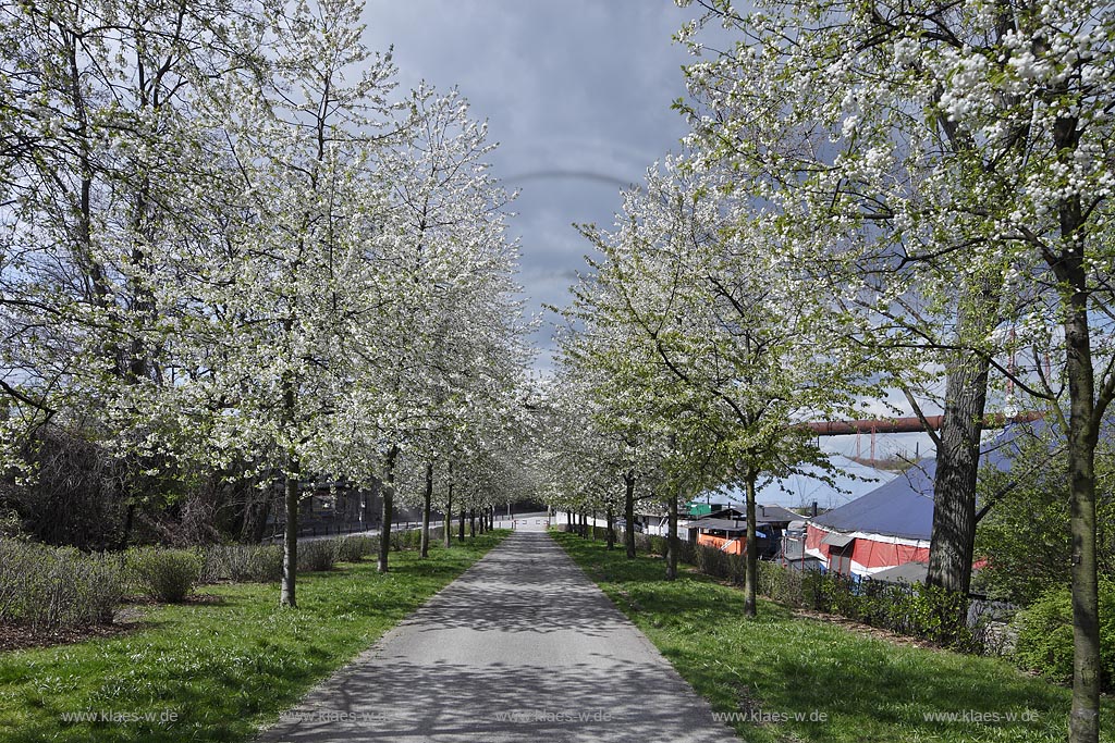 Duisburg Meiderich. Kirschbluehte, Baumallee. Der Landschaftspark Duisburg-Nord, auch kurz LaPaDu ist ein etwa 200 Hektar groer Landschaftspark rund um ein stillgelegtes Huettenwerk in Duisburg-Meiderich, das im Rahmen der IBA (Internationale Bauausstellung Emscher Park) entstand. Der Landschaftspark ist einer der Ankerpunkte der Europaeischen Route der Industriekultur sowie der Route der Industriekultur im Ruhrgebiet;  Duisburg-Meiderich, the Meiderich ironworks are the main feature in the North Duisburg Landscape Park, cherry tree in flower, alley