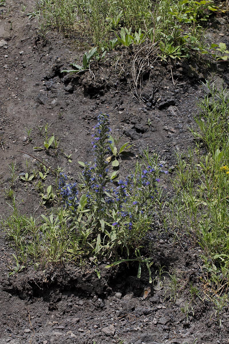 Duisburg Meiderich. Blumenvegetation an Boeschung, Wildwuchs. Der Landschaftspark Duisburg-Nord, auch kurz LaPaDu ist ein etwa 200 Hektar grosser Landschaftspark rund um ein stillgelegtes Huettenwerk in Duisburg-Meiderich, das im Rahmen der IBA (Internationale Bauausstellung Emscher Park) entstand. Der Landschaftspark ist einer der Ankerpunkte der Europaeischen Route der Industriekultur sowie der Route der Industriekultur im Ruhrgebiet;  Duisburg-Meiderich, the Meiderich ironworks are the main feature in the North Duisburg Landscape Park, wild flowers