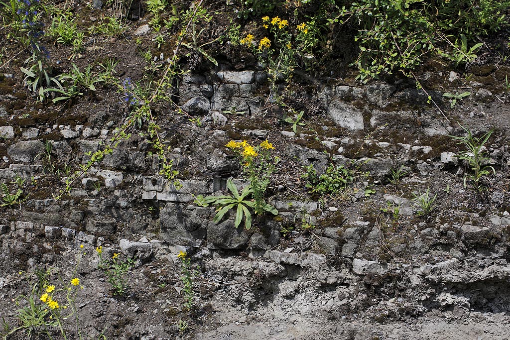 Duisburg Meiderich. Blumenvegetation an Boeschung, Wildwuchs. Der Landschaftspark Duisburg-Nord, auch kurz LaPaDu ist ein etwa 200 Hektar grosser Landschaftspark rund um ein stillgelegtes Huettenwerk in Duisburg-Meiderich, das im Rahmen der IBA (Internationale Bauausstellung Emscher Park) entstand. Der Landschaftspark ist einer der Ankerpunkte der Europaeischen Route der Industriekultur sowie der Route der Industriekultur im Ruhrgebiet;  Duisburg-Meiderich, the Meiderich ironworks are the main feature in the North Duisburg Landscape Park, wild flowers