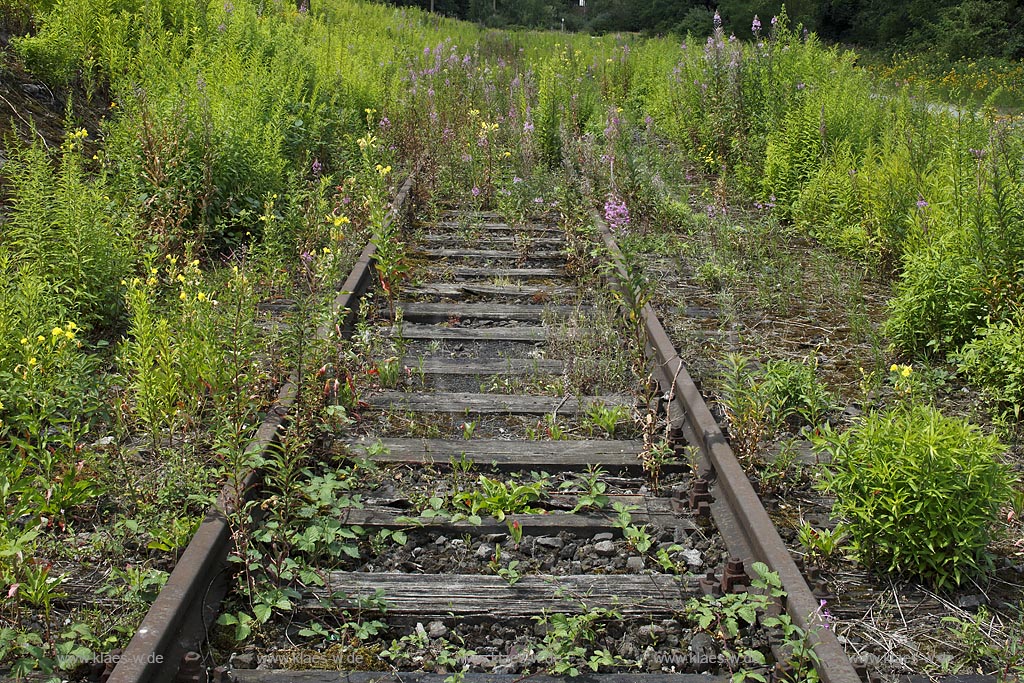 Duisburg Meiderich. Blumenvegetation Wildwuchs in Bahngleis. Der Landschaftspark Duisburg-Nord, auch kurz LaPaDu ist ein etwa 200 Hektar grosser Landschaftspark rund um ein stillgelegtes Huettenwerk in Duisburg-Meiderich, das im Rahmen der IBA (Internationale Bauausstellung Emscher Park) entstand. Der Landschaftspark ist einer der Ankerpunkte der Europaeischen Route der Industriekultur sowie der Route der Industriekultur im Ruhrgebiet;  Duisburg-Meiderich, the Meiderich ironworks are the main feature in the North Duisburg Landscape Park, wild flower between railroad.