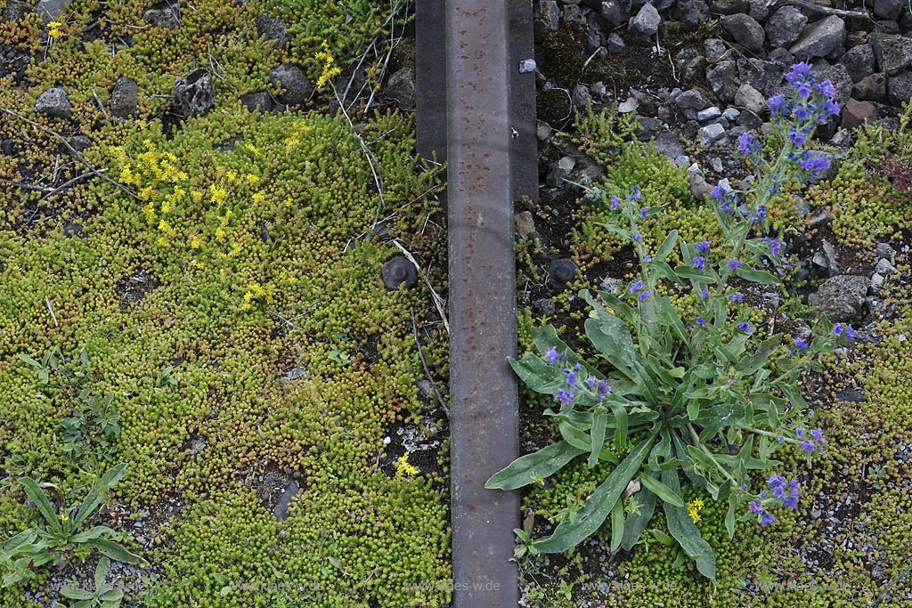 Duisburg Meiderich. Blumenvegetation Scharfe Fetthenne, Blauer Natternkopf, Wildwuchs in Bahngleis, Vogelperspektive. Der Landschaftspark Duisburg-Nord, auch kurz LaPaDu ist ein etwa 200 Hektar grosser Landschaftspark rund um ein stillgelegtes Huettenwerk in Duisburg-Meiderich, das im Rahmen der IBA (Internationale Bauausstellung Emscher Park) entstand. Der Landschaftspark ist einer der Ankerpunkte der Europaeischen Route der Industriekultur sowie der Route der Industriekultur im Ruhrgebiet;  Duisburg-Meiderich, the Meiderich ironworks are the main feature in the North Duisburg Landscape Park, wild flower between railroad.