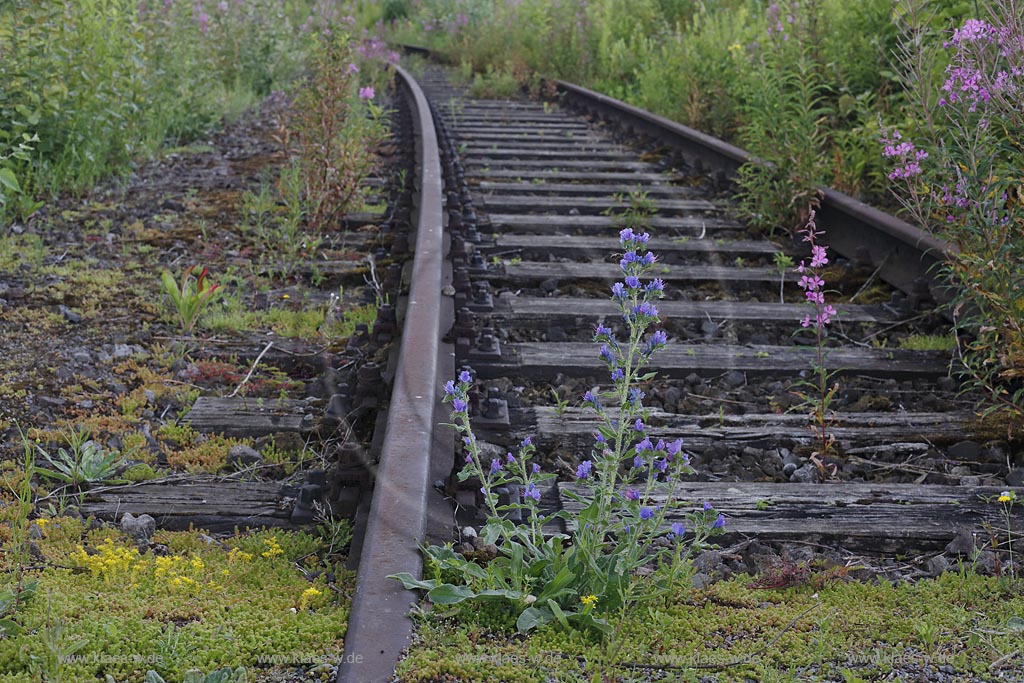 Duisburg Meiderich. Blumenvegetation Scharfe Fetthenne, Blauer Natternkopf, Schmalblaettriges Weidenroeschen, Wildwuchs in Bahngleis, Vogelperspektive. Der Landschaftspark Duisburg-Nord, auch kurz LaPaDu ist ein etwa 200 Hektar grosser Landschaftspark rund um ein stillgelegtes Huettenwerk in Duisburg-Meiderich, das im Rahmen der IBA (Internationale Bauausstellung Emscher Park) entstand. Der Landschaftspark ist einer der Ankerpunkte der Europaeischen Route der Industriekultur sowie der Route der Industriekultur im Ruhrgebiet;  Duisburg-Meiderich, the Meiderich ironworks are the main feature in the North Duisburg Landscape Park, wild flower between railroad.