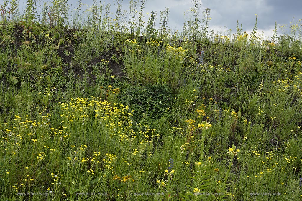 Duisburg Meiderich. Blumenvegetation an Boeschung, Wildwuchs. Der Landschaftspark Duisburg-Nord, auch kurz LaPaDu ist ein etwa 200 Hektar grosser Landschaftspark rund um ein stillgelegtes Huettenwerk in Duisburg-Meiderich, das im Rahmen der IBA (Internationale Bauausstellung Emscher Park) entstand. Der Landschaftspark ist einer der Ankerpunkte der Europaeischen Route der Industriekultur sowie der Route der Industriekultur im Ruhrgebiet;  Duisburg-Meiderich, the Meiderich ironworks are the main feature in the North Duisburg Landscape Park, wild flowers