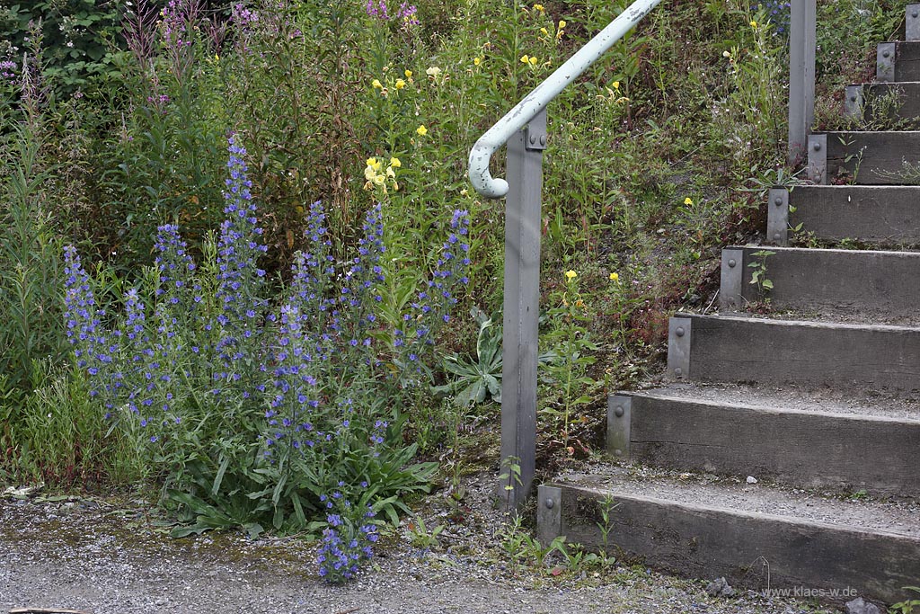 Duisburg Meiderich. Blumenvegetation Blauer Natternkopf, Weidenroeschen, kleinbluetige Koenigskerze an Treppenaufgang an einer Boeschung, Wildwuchs. Der Landschaftspark Duisburg-Nord, auch kurz LaPaDu ist ein etwa 200 Hektar grosser Landschaftspark rund um ein stillgelegtes Huettenwerk in Duisburg-Meiderich, das im Rahmen der IBA (Internationale Bauausstellung Emscher Park) entstand. Der Landschaftspark ist einer der Ankerpunkte der Europaeischen Route der Industriekultur sowie der Route der Industriekultur im Ruhrgebiet;  Duisburg-Meiderich, the Meiderich ironworks are the main feature in the North Duisburg Landscape Park, wild flowers