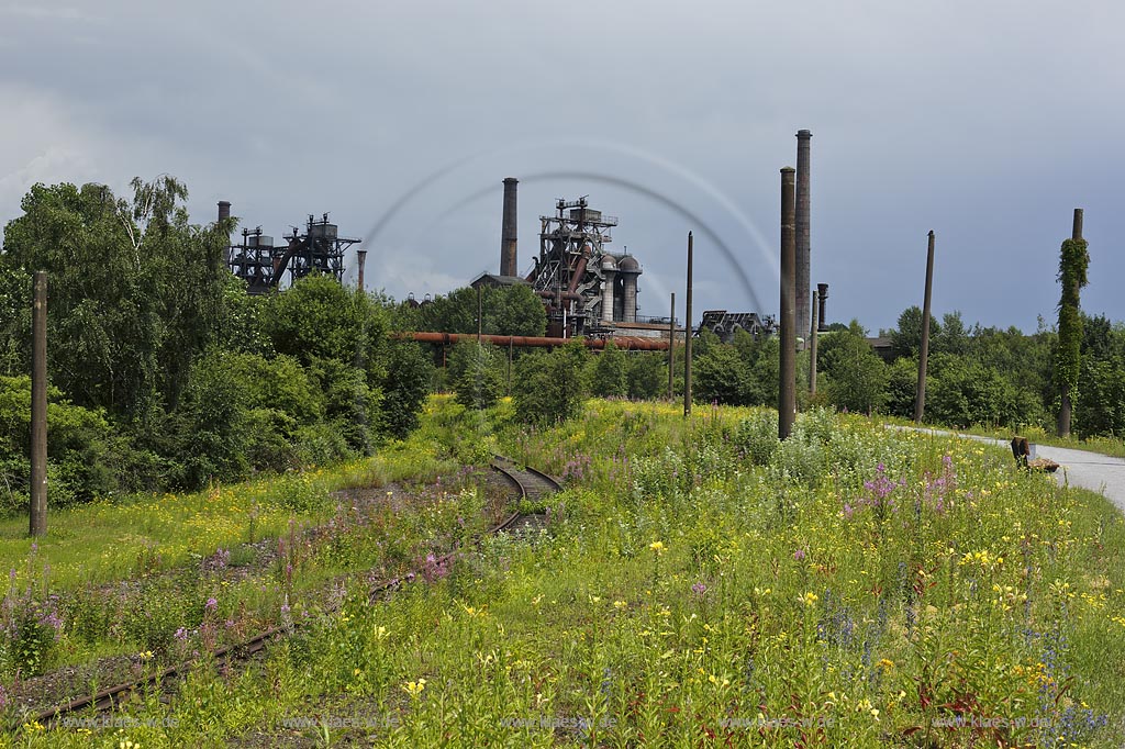 Duisburg Meiderich. Blick ueber bluehende Landschaft mit Tuepfel-Hartheu, Kreuzkraut, Schmalblaettriges Weidenroeschen, Blauer Natterkopf und Bahngleis, Schieneenstrang zum Hochofen, verwildert. Der Landschaftspark Duisburg-Nord, auch kurz LaPaDu ist ein etwa 200 Hektar grosser Landschaftspark rund um ein stillgelegtes Huettenwerk in Duisburg-Meiderich, das im Rahmen der IBA (Internationale Bauausstellung Emscher Park) entstand. Der Landschaftspark ist einer der Ankerpunkte der Europaeischen Route der Industriekultur sowie der Route der Industriekultur im Ruhrgebiet;  Duisburg-Meiderich, the Meiderich ironworks are the main feature in the North Duisburg Landscape Park, wild flowers with railroad and blast funace..