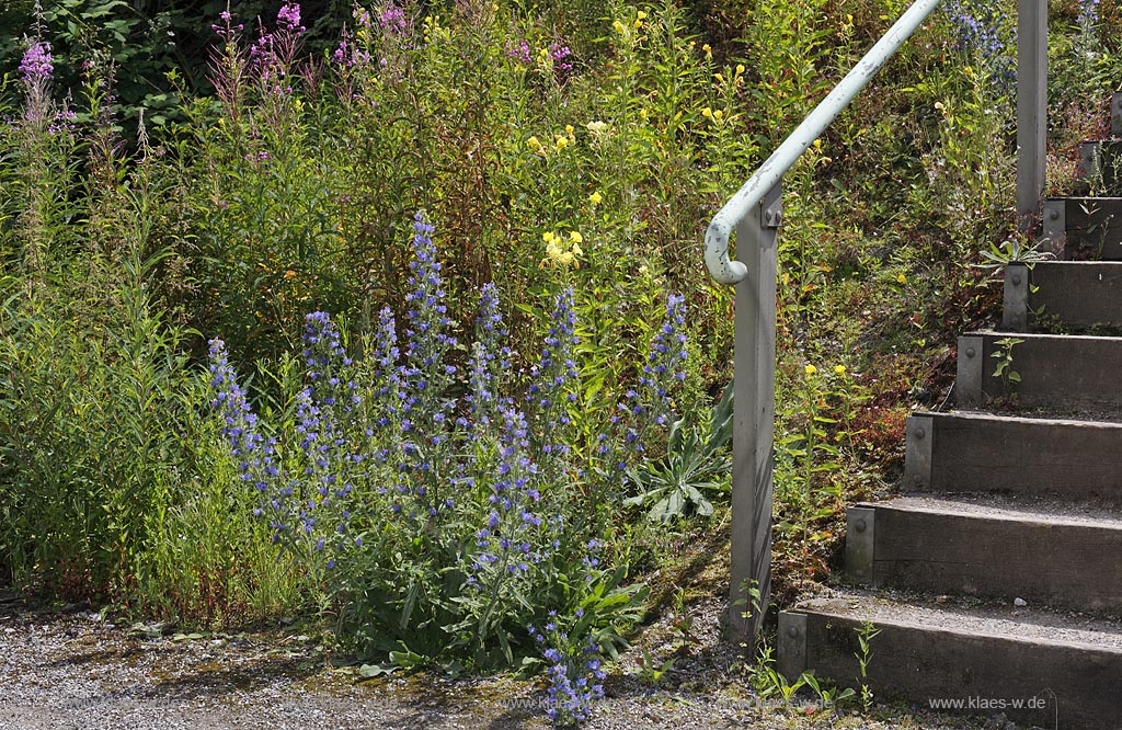 Duisburg Meiderich. Blumenvegetation Blauer Natternkopf, Weidenroeschen, kleinbluetige Koenigskerze an Treppenaufgang an einer Boeschung, Wildwuchs. Der Landschaftspark Duisburg-Nord, auch kurz LaPaDu ist ein etwa 200 Hektar grosser Landschaftspark rund um ein stillgelegtes Huettenwerk in Duisburg-Meiderich, das im Rahmen der IBA (Internationale Bauausstellung Emscher Park) entstand. Der Landschaftspark ist einer der Ankerpunkte der Europaeischen Route der Industriekultur sowie der Route der Industriekultur im Ruhrgebiet;  Duisburg-Meiderich, the Meiderich ironworks are the main feature in the North Duisburg Landscape Park, wild flowers