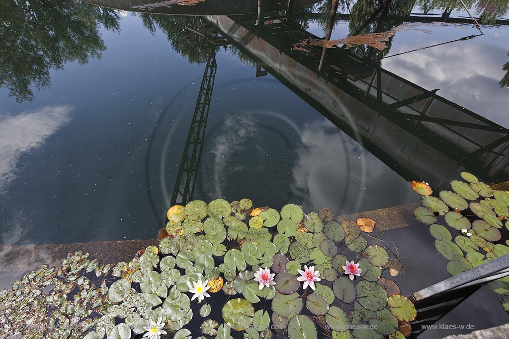 Duisburg Meiderich. Rundklaerbecken,Seerosenbluehte, Bock-Kran im Spiegelbild. Der Landschaftspark Duisburg-Nord, auch kurz LaPaDu ist ein etwa 200 Hektar grosser Landschaftspark rund um ein stillgelegtes Huettenwerk in Duisburg-Meiderich, das im Rahmen der IBA (Internationale Bauausstellung Emscher Park) entstand. Der Landschaftspark ist einer der Ankerpunkte der Europaeischen Route der Industriekultur sowie der Route der Industriekultur im Ruhrgebiet;  Duisburg-Meiderich, the Meiderich ironworks are the main feature in the North Duisburg Landscape Park, sedimentation tank