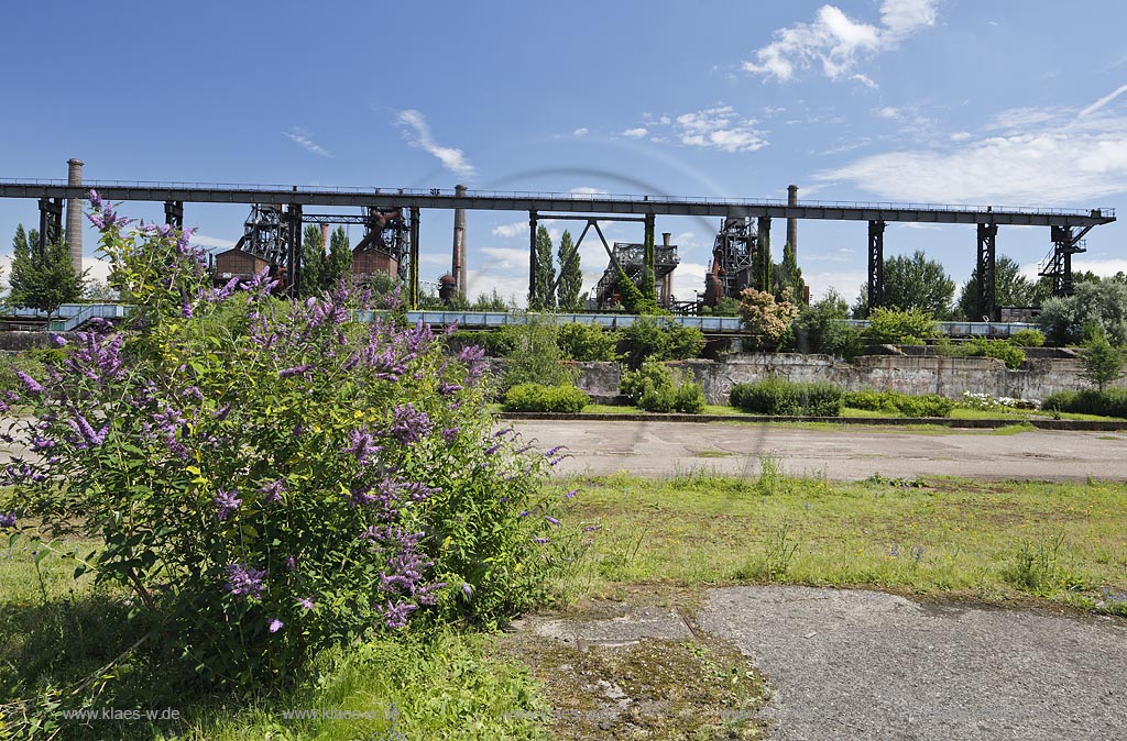 Duisburg Meiderich. Sinterplatz mit Schmetterlingsstrauch. Der Landschaftspark Duisburg-Nord, auch kurz LaPaDu ist ein etwa 200 Hektar grosser Landschaftspark rund um ein stillgelegtes Huettenwerk in Duisburg-Meiderich, das im Rahmen der IBA (Internationale Bauausstellung Emscher Park) entstand. Der Landschaftspark ist einer der Ankerpunkte der Europaeischen Route der Industriekultur sowie der Route der Industriekultur im Ruhrgebiet;  Duisburg-Meiderich, the Meiderich ironworks are the main feature in the North Duisburg Landscape Park, day bunker garden.