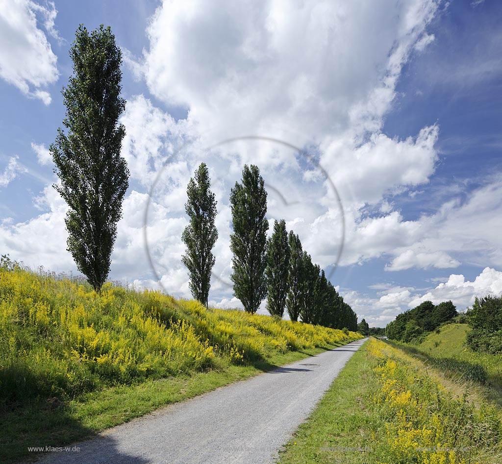 Duisburg Meiderich. Emscherpromenade mit Klarwasserkanal, Blumenvegetation, Pappelreihe, Wolkenstimmung. Der Landschaftspark Duisburg-Nord, auch kurz LaPaDu ist ein etwa 200 Hektar grosser Landschaftspark rund um ein stillgelegtes Huettenwerk in Duisburg-Meiderich, das im Rahmen der IBA (Internationale Bauausstellung Emscher Park) entstand. Der Landschaftspark ist einer der Ankerpunkte der Europaeischen Route der Industriekultur sowie der Route der Industriekultur im Ruhrgebiet;  Duisburg-Meiderich, the Meiderich ironworks are the main feature in the North Duisburg Landscape Park, clear water canal.