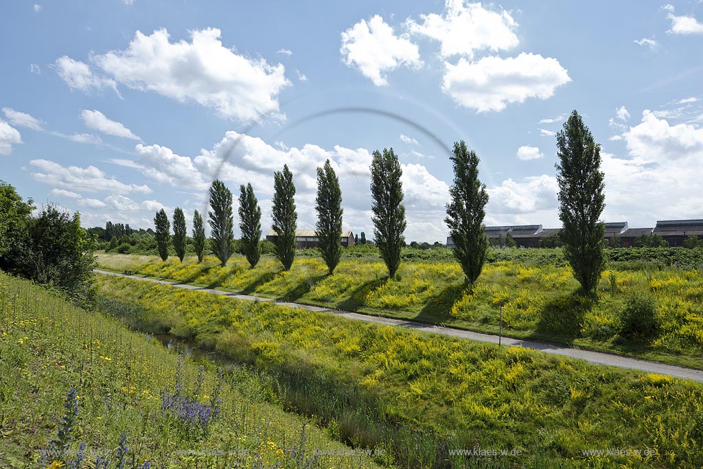 Duisburg Meiderich. Emscherpromenade mit Klarwasserkanal, Blumenvegetation, Pappelreihe, Wolkenstimmung. Der Landschaftspark Duisburg-Nord, auch kurz LaPaDu ist ein etwa 200 Hektar grosser Landschaftspark rund um ein stillgelegtes Huettenwerk in Duisburg-Meiderich, das im Rahmen der IBA (Internationale Bauausstellung Emscher Park) entstand. Der Landschaftspark ist einer der Ankerpunkte der Europaeischen Route der Industriekultur sowie der Route der Industriekultur im Ruhrgebiet;  Duisburg-Meiderich, the Meiderich ironworks are the main feature in the North Duisburg Landscape Park, clear water canal.