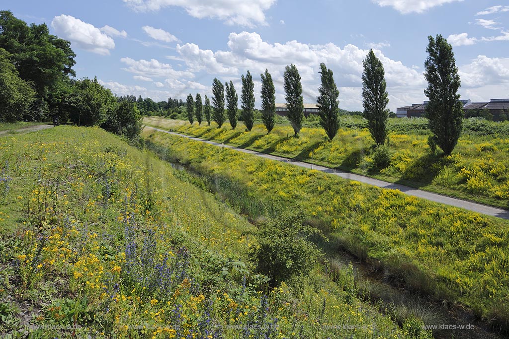 Duisburg Meiderich. Emscherpromenade mit Klarwasserkanal, Blumenvegetation, Pappelreihe, Wolkenstimmung. Der Landschaftspark Duisburg-Nord, auch kurz LaPaDu ist ein etwa 200 Hektar grosser Landschaftspark rund um ein stillgelegtes Huettenwerk in Duisburg-Meiderich, das im Rahmen der IBA (Internationale Bauausstellung Emscher Park) entstand. Der Landschaftspark ist einer der Ankerpunkte der Europaeischen Route der Industriekultur sowie der Route der Industriekultur im Ruhrgebiet;  Duisburg-Meiderich, the Meiderich ironworks are the main feature in the North Duisburg Landscape Park, clear water canal.