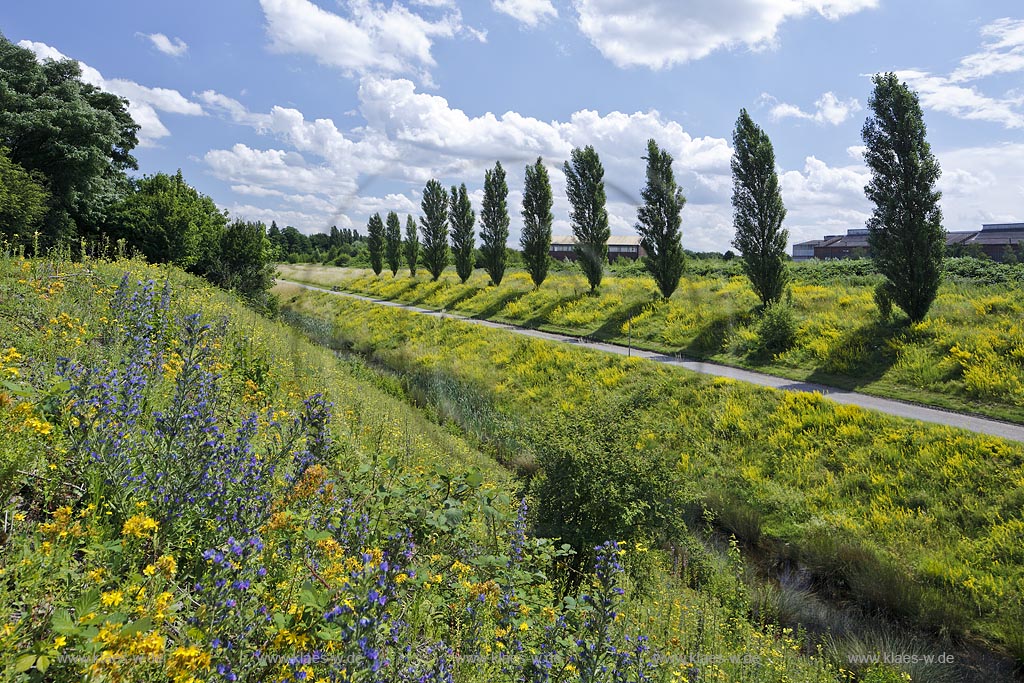 Duisburg Meiderich. Emscherpromenade mit Klarwasserkanal, Blumenvegetation, Pappelreihe, Wolkenstimmung. Der Landschaftspark Duisburg-Nord, auch kurz LaPaDu ist ein etwa 200 Hektar grosser Landschaftspark rund um ein stillgelegtes Huettenwerk in Duisburg-Meiderich, das im Rahmen der IBA (Internationale Bauausstellung Emscher Park) entstand. Der Landschaftspark ist einer der Ankerpunkte der Europaeischen Route der Industriekultur sowie der Route der Industriekultur im Ruhrgebiet;  Duisburg-Meiderich, the Meiderich ironworks are the main feature in the North Duisburg Landscape Park, clear water canal.