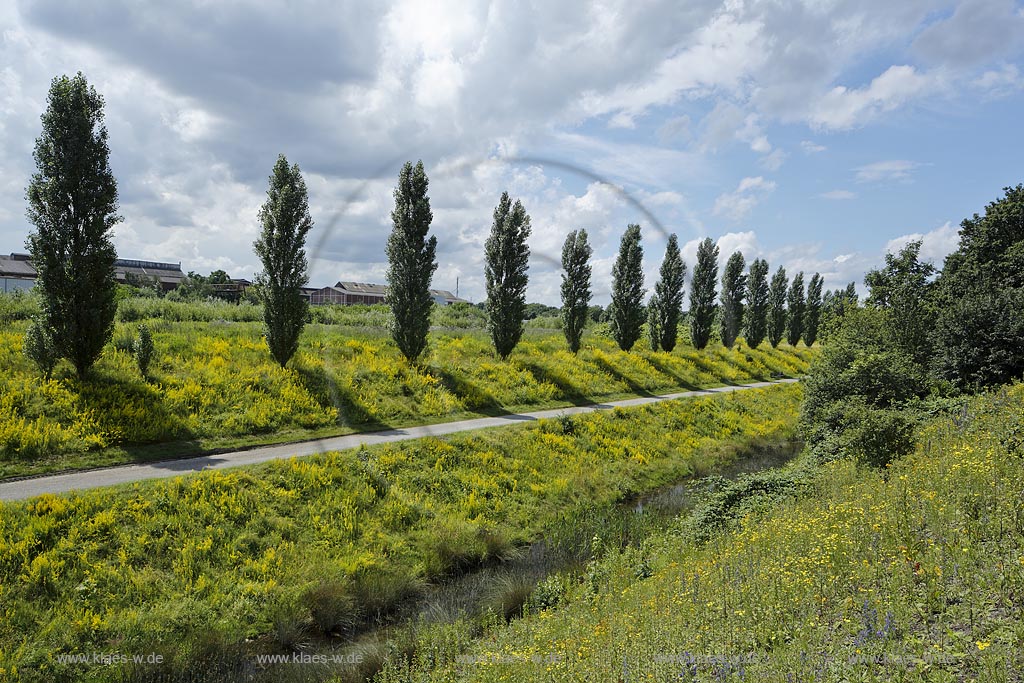 Duisburg Meiderich. Emscherpromenade mit Klarwasserkanal, Blumenvegetation, Pappelreihe, Wolkenstimmung. Der Landschaftspark Duisburg-Nord, auch kurz LaPaDu ist ein etwa 200 Hektar grosser Landschaftspark rund um ein stillgelegtes Huettenwerk in Duisburg-Meiderich, das im Rahmen der IBA (Internationale Bauausstellung Emscher Park) entstand. Der Landschaftspark ist einer der Ankerpunkte der Europaeischen Route der Industriekultur sowie der Route der Industriekultur im Ruhrgebiet;  Duisburg-Meiderich, the Meiderich ironworks are the main feature in the North Duisburg Landscape Park, clear water canal.