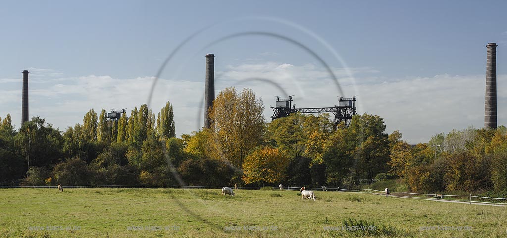 Duisburg-Meiderich,  Blick ueber Weidelandschaft mit Kuehen zum Hochofen. Der Landschaftspark Duisburg-Nord, auch kurz LaPaDu ist ein etwa 200 Hektar grosser Landschaftspark rund um ein stillgelegtes Huettenwerk in Duisburg-Meiderich, das im Rahmen der IBA (Internationale Bauausstellung Emscher Park) entstand. Der Landschaftspark ist einer der Ankerpunkte der Europaeischen Route der Industriekultur sowie der Route der Industriekultur im Ruhrgebiet; Duisburg-Meiderich, view over pasture landscape with cows to the blast furnace.