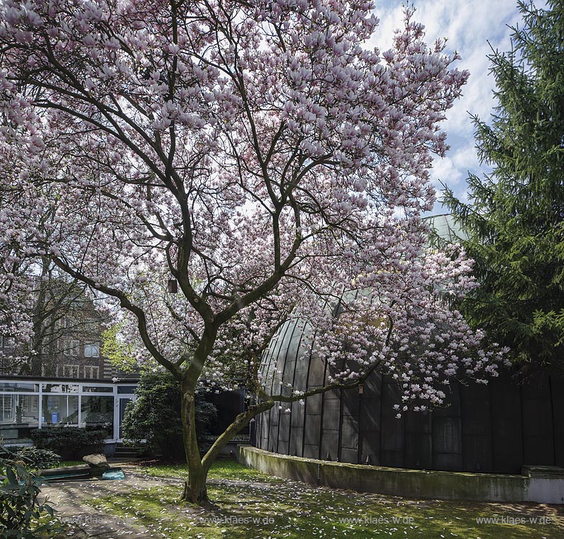 Essen Huttrop, Neue Synagoge "Haus des Gebets", "Haus der Versammlung", Innenhof mit Kuppel und Magnolie; Essen Huttrop, synagogue Neue Synagoge, inner courtyard with cupola and magnolia.