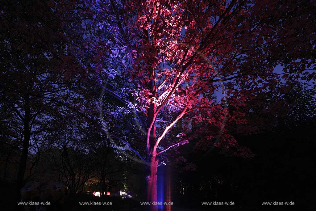 Hamm Maximilianpark waehrend Herbstleuchten Illumination; The Maximilianpark Hamm during illuminatin time in autumn.