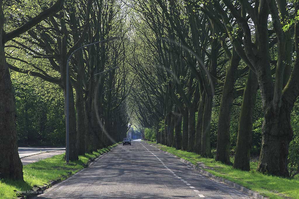 Oberhausen Osterfeld, Allee, Baumreihe bei Burg Vondern; Tree alley at castle Vondern