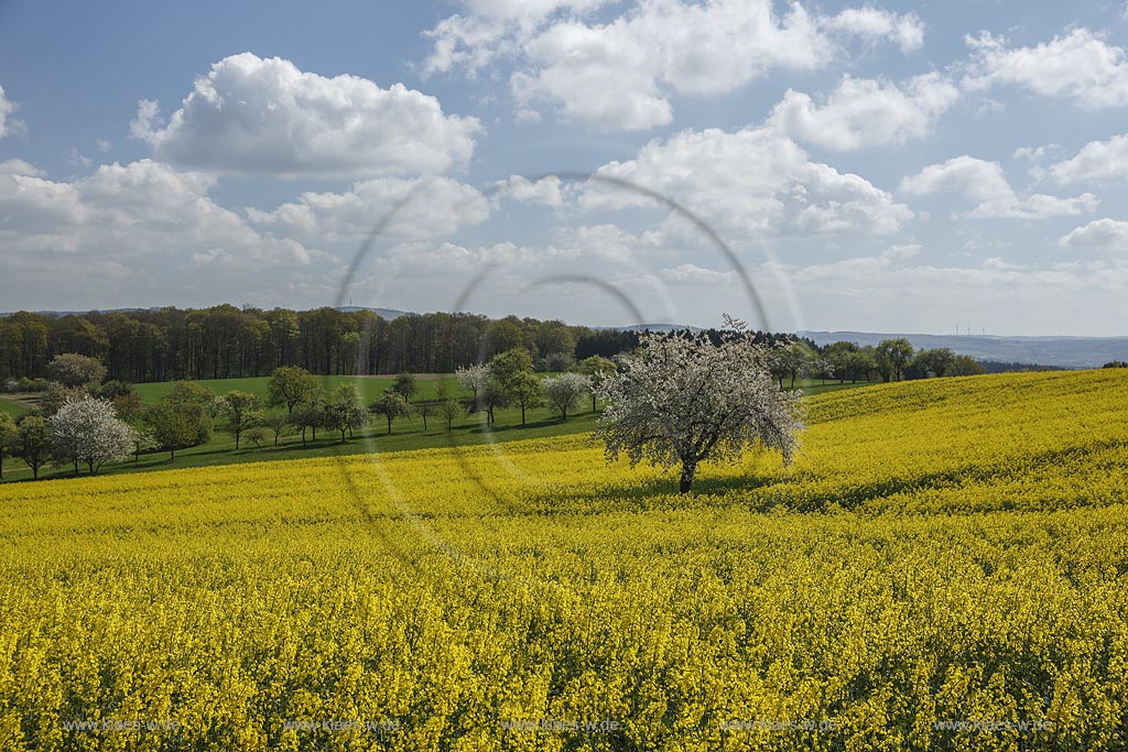 Marpingen_Alsweiler;Fruehlingslandschaft mit bluehendem Wildkirchenbaum und Rapsfeld;