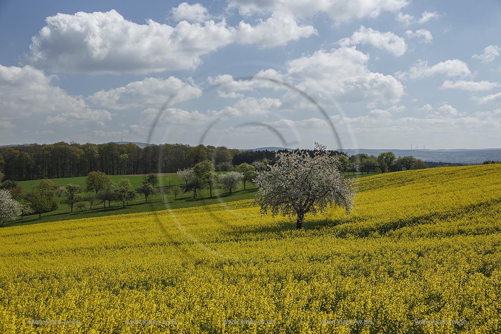 Marpingen_Alsweiler;Fruehlingslandschaft mit bluehendem Wildkirchenbaum und Rapsfeld;