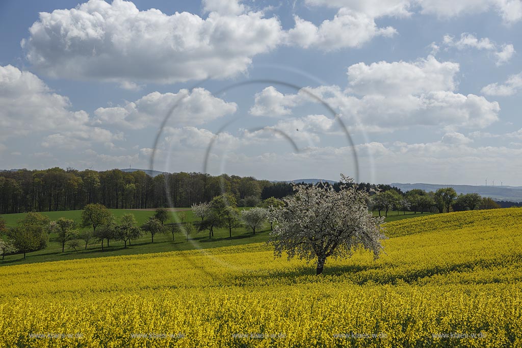 Marpingen_Alsweiler;Fruehlingslandschaft mit bluehendem Wildkirchenbaum und Rapsfeld;