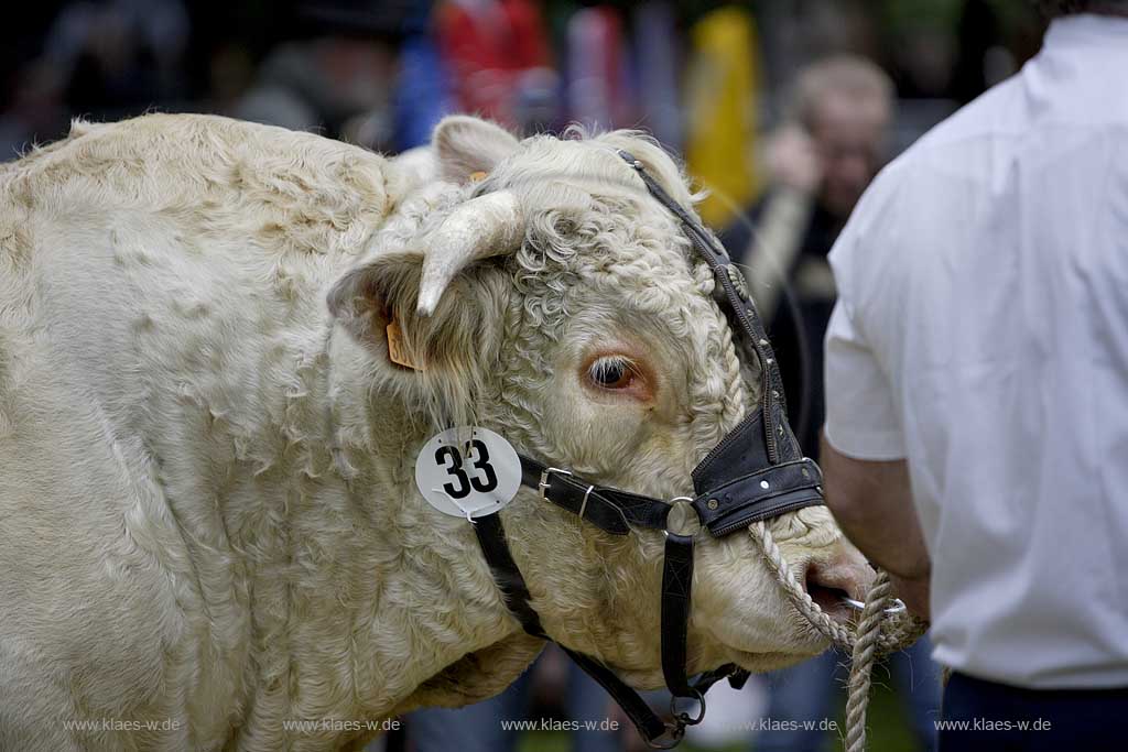 Neheim-Hsten, Neheim-Huesten, Hochsauerlandkreis, Hstener Kirmes, Kreistierschau, Rind, Bulle, Charolais Bulle auf Richtplatz, Sauerland