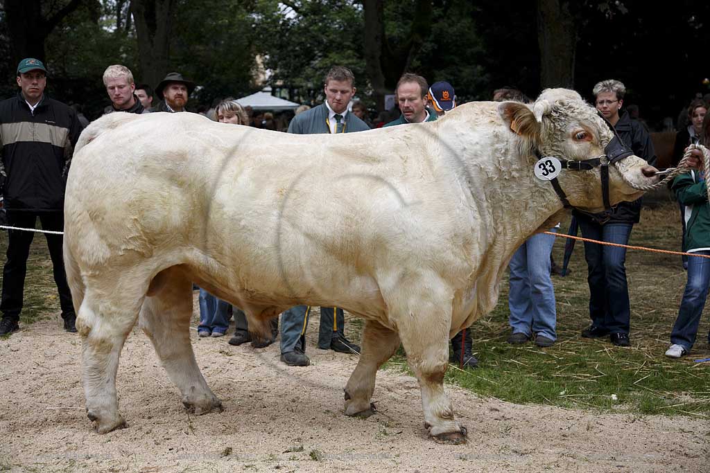 Neheim-Hsten, Neheim-Huesten, Hochsauerlandkreis, Hstener Kirmes, Kreistierschau, Rind, Bulle, Charolais Bulle auf Richtplatz, Sauerland