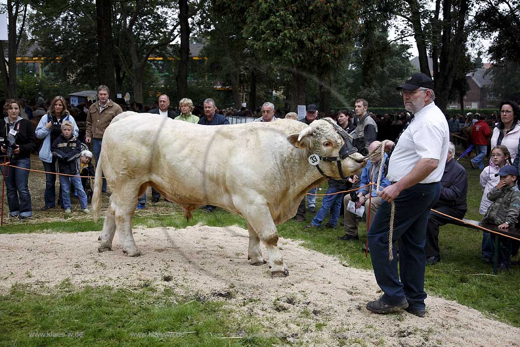 Neheim-Hsten, Neheim-Huesten, Hochsauerlandkreis, Hstener Kirmes, Kreistierschau, Rind, Bulle, Charolais Bulle auf Richtplatz, Sauerland