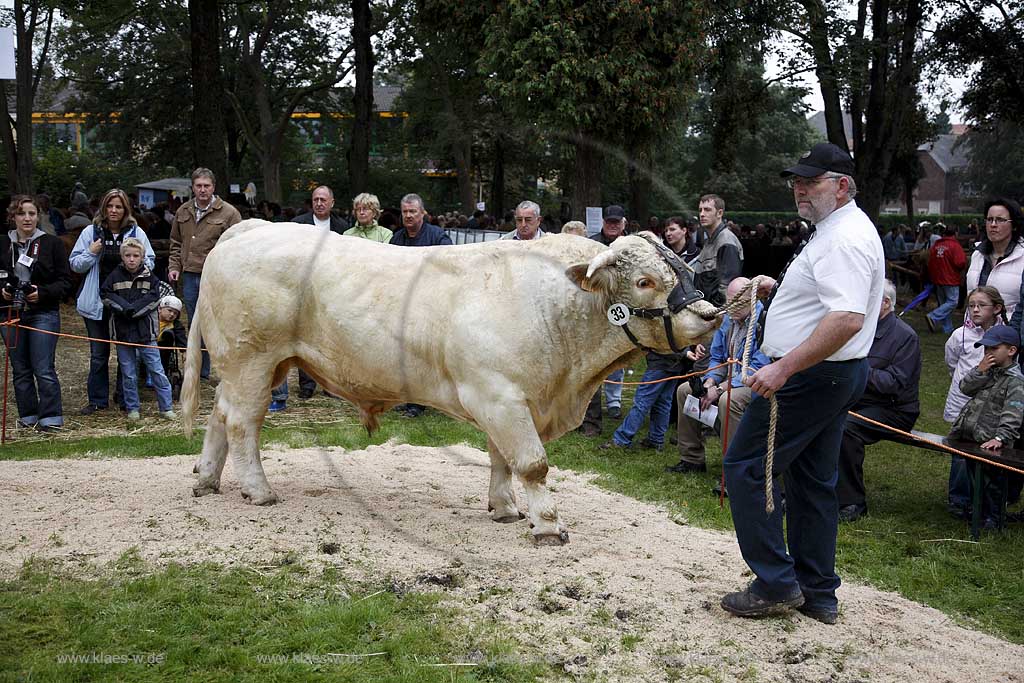 Neheim-Hsten, Neheim-Huesten, Hochsauerlandkreis, Hstener Kirmes, Kreistierschau, Rind, Bulle, Charolais Bulle auf Richtplatz, Sauerland