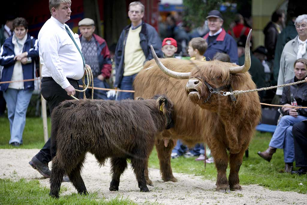 Neheim-Hsten, Neheim-Huesten, Hochsauerlandkreis, Hstener Kirmes, Kreistierschau, Highland, Kuh und Kalb auf Richtplatz, Sauerland