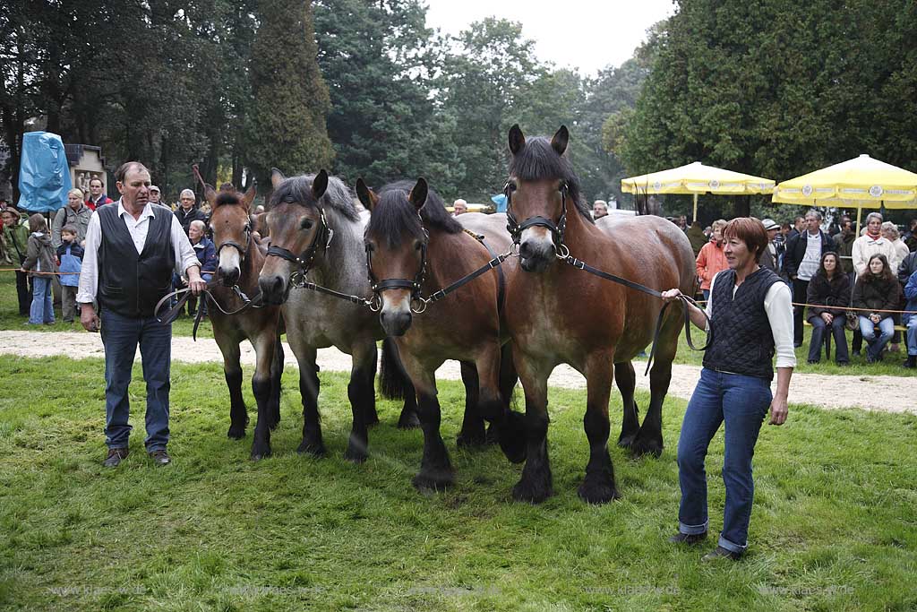 Neheim-Hsten, Neheim-Huesten, Hochsauerlandkreis, Hstener Kirmes, Kreistierschau, Pferde, Kaltblueter, Kaltblter, Familienansammlung von vier Generationen auf dem Richtplatz, Sauerland