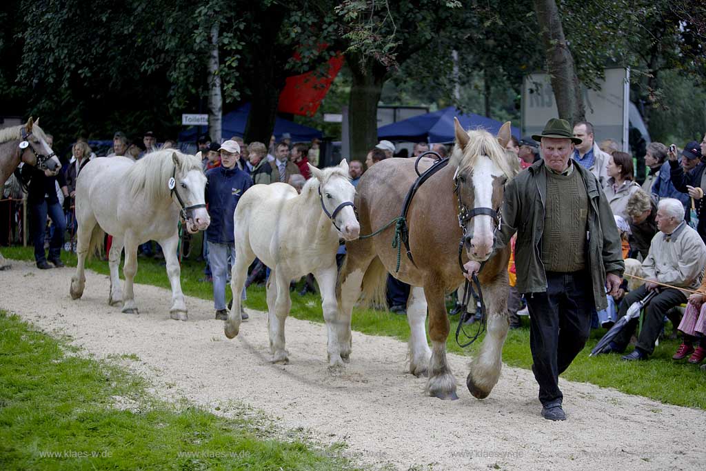 Neheim-Hsten, Neheim-Huesten, Hstener Kirmes, Hochsauerlandkreis, Kreistierschau, Pferd, Kaltblter, Kaltblueter, Stuten mit Folen auf Richtplatz, Sauerland