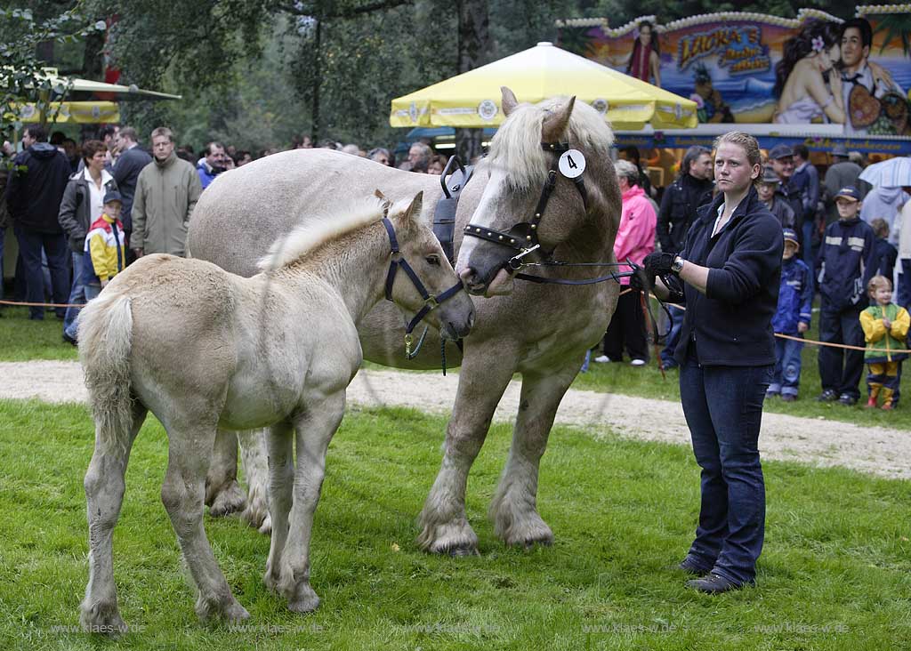 Neheim-Hsten, Neheim-Huesten, Hstener Kirmes, Hochsauerlandkreis, Kreistierschau, Kaltblter, Kaltblueter, Stuten mit Folen auf Richtplatz, Sauerland