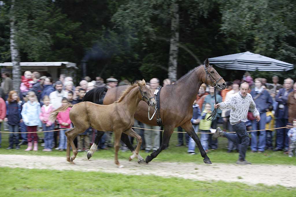 Neheim-Hsten, Neheim-Huesten, Hochsauerlandkreis, Hstener Kirmes, Kreistierschau, Pferde, Warmblueter, Warmblter, Warmblut, Stute und Fohlen auf dem Richtplatz, Sauerland