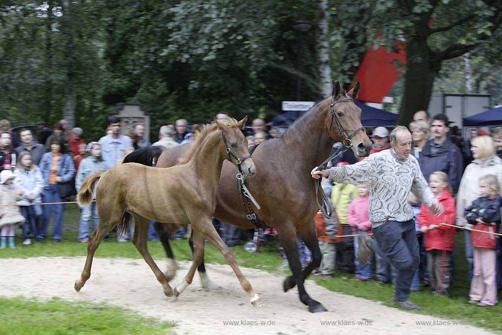 Neheim-Hsten, Neheim-Huesten, Hochsauerlandkreis, Hstener Kirmes, Kreistierschau, Pferde, Warmblueter, Warmblter, Warmblut, Stute und Fohlen auf dem Richtplatz, Sauerland