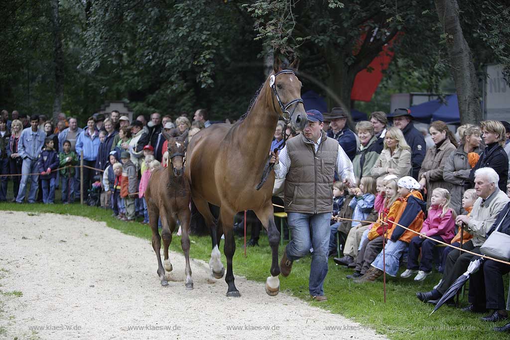 Neheim-Hsten, Neheim-Huesten, Hochsauerlandkreis, Hstener Kirmes, Kreistierschau, Pferde, Warmblueter, Warmblter, Warmblut, Stute und Fohlen auf dem Richtplatz, Sauerland