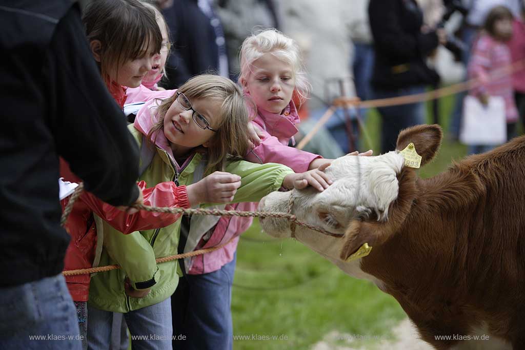 Neheim-Hsten, Neheim-Huesten, Hochsauerlandkreis, Hstener Kirmes, Kreistierschau, Hinterwaelder, Hinterwlder Kalb mit Kindern auf Richtplatz, Sauerland