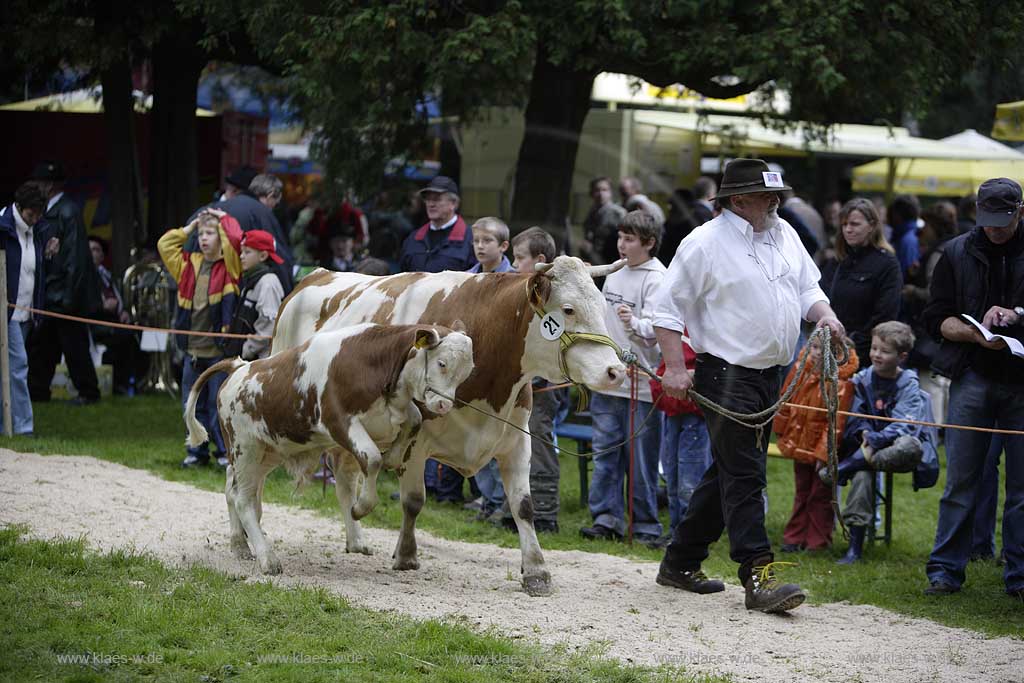 Neheim-Hsten, Neheim-Huesten, Hochsauerlandkreis, Hstener Kirmes, Kreistierschau, Hinterwlder, Hinterwaelder, Kuh und Kalb auf Richtplatz, Sauerland