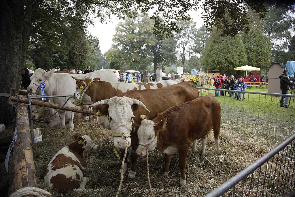 Neheim-Hsten, Neheim-Huesten, Hochsauerlandkreis, Hstener Kirmes, Kreistierschau, Hinterwlder, Hinterwaelder, Kuehe und Kaelber, Khe und Klber, Sauerland