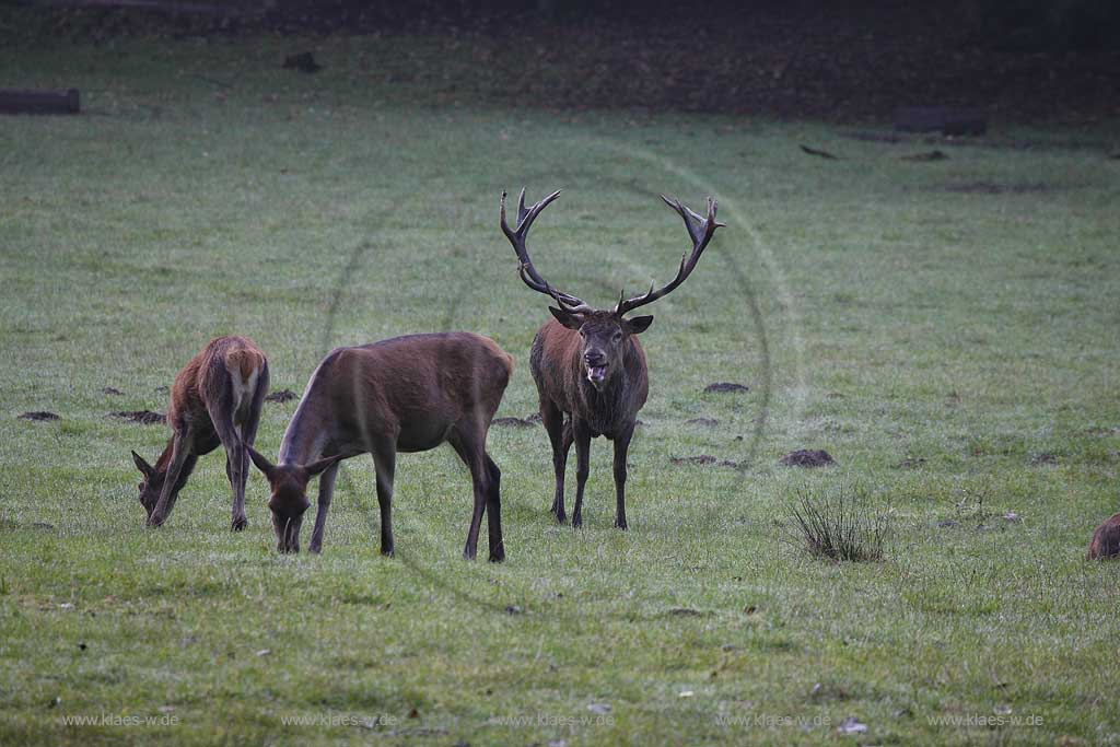 Arnsberg Vosswinkel Hirschbrunft im Wildwald Vowinkel in den frhen Morgenstunden