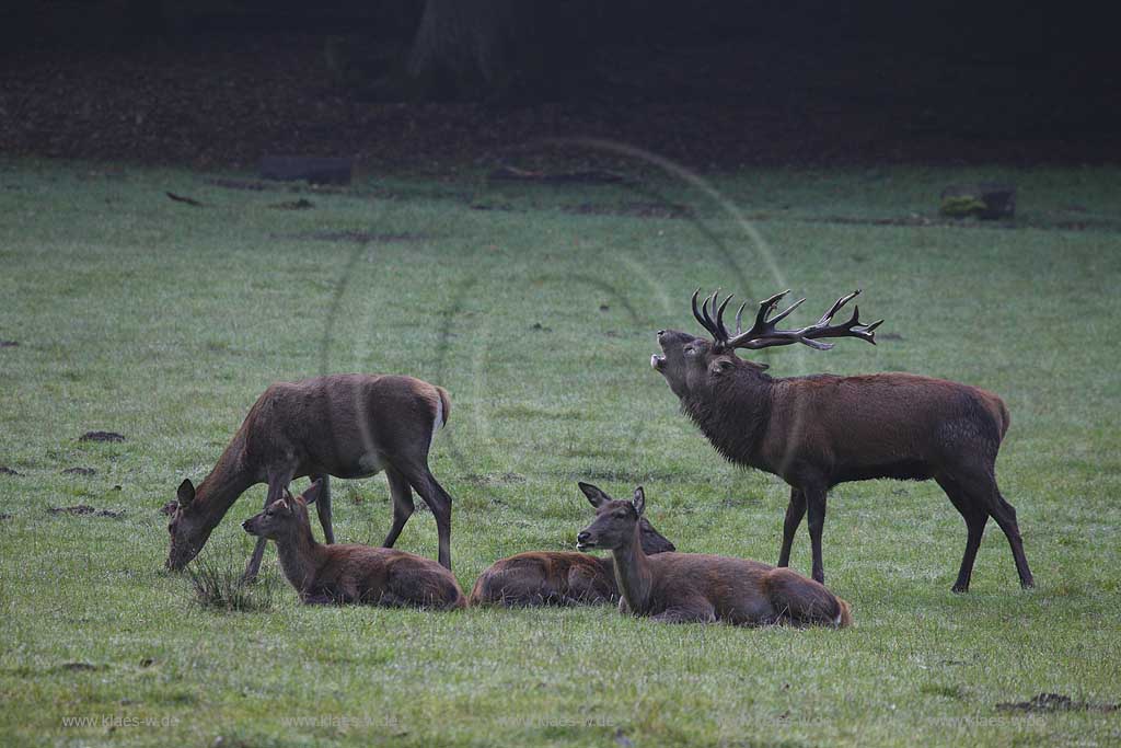 Arnsberg Vosswinkel Hirschbrunft im Wildwald Vowinkel in den frhen Morgenstunden