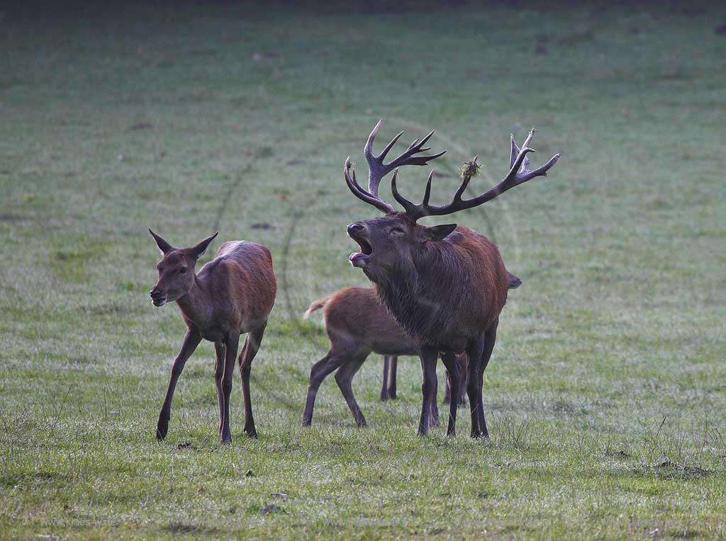 Arnsberg Vosswinkel Hirschbrunft im Wildwald Vowinkel in den frhen Morgenstunden