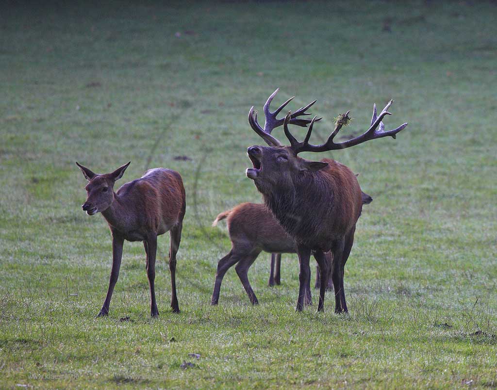 Arnsberg Vosswinkel Hirschbrunft im Wildwald Vowinkel in den frhen Morgenstunden