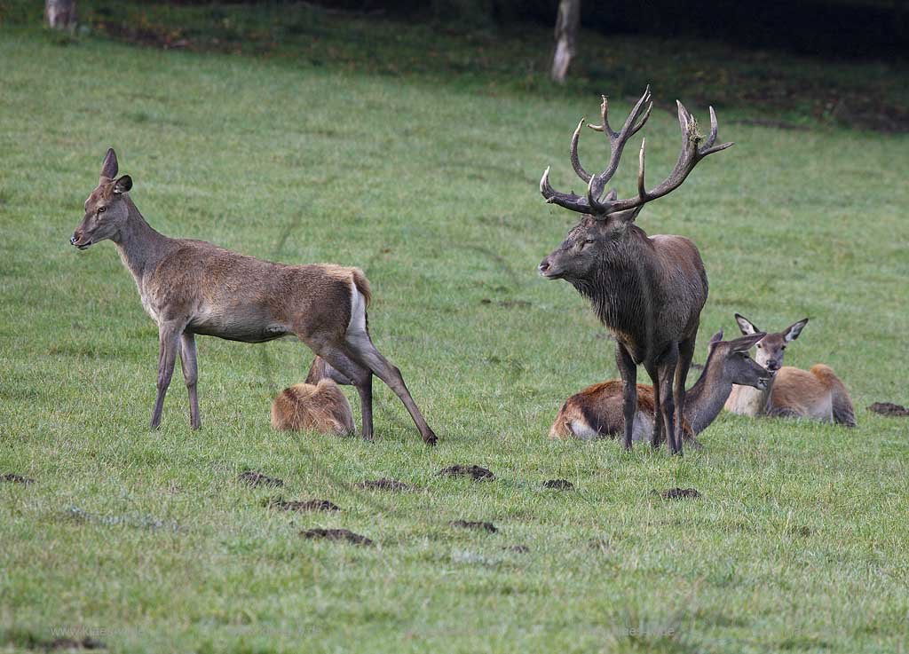 Arnsberg Vosswinkel Hirschbrunft im Wildwald Vowinkel in den frhen Morgenstunden