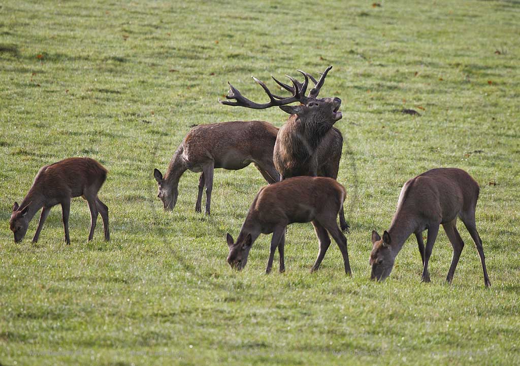 Arnsberg Vosswinkel Hirschbrunft im Wildwald Vowinkel in den frhen Morgenstunden