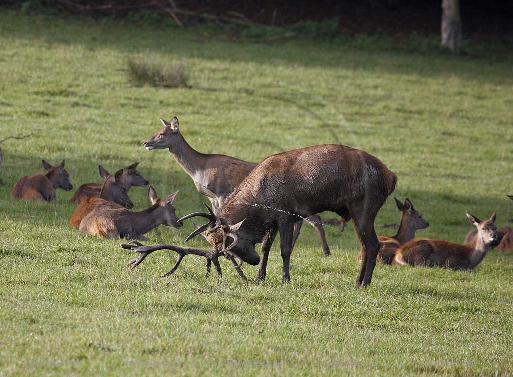 Arnsberg Vosswinkel Hirschbrunft im Wildwald Vowinkel in den frhen Morgenstunden, Aufnahme zeigt Verhalten eines Hirsches der sich waehrend der Brunft mit Urin als Duftnote, Markierung bespritzt  Urindusche 