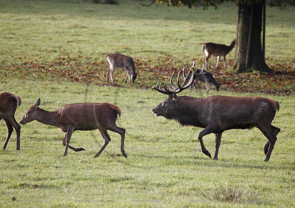 Arnsberg Vosswinkel Hirschbrunft im Wildwald Vowinkel in den frhen Morgenstunden