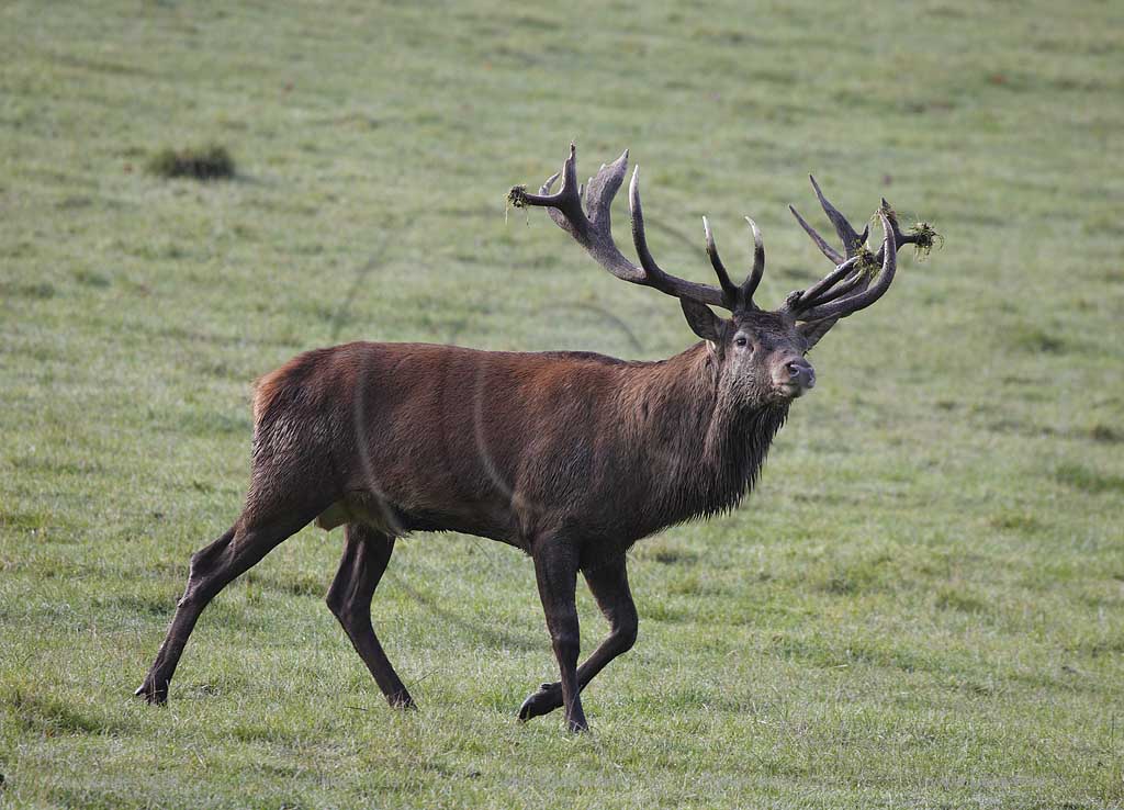 Arnsberg Vosswinkel Hirschbrunft im Wildwald Vowinkel in den frhen Morgenstunden