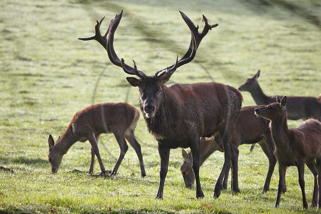 Arnsberg Vosswinkel Hirschbrunft im Wildwald Vowinkel in den frhen Morgenstunden