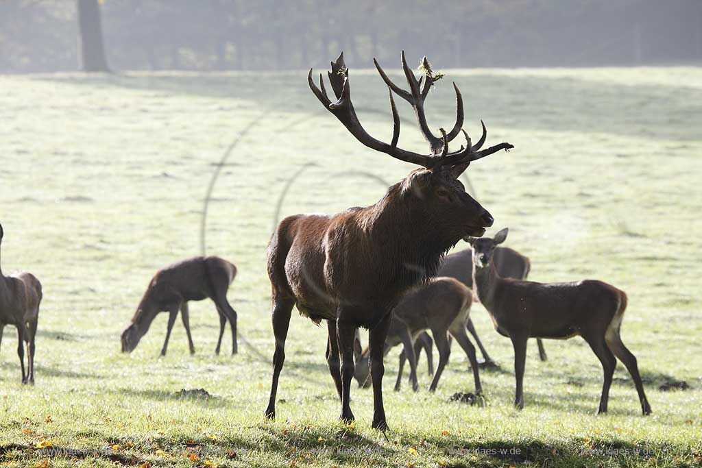 Arnsberg Vosswinkel Hirschbrunft im Wildwald Vowinkel in den frhen Morgenstunden